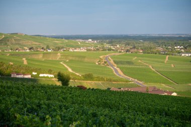 Epernay, Champange, Fransa yakınlarındaki Hautvillers köyündeki ilkel cru şampanya bağlarının panoramik manzarası gün batımında