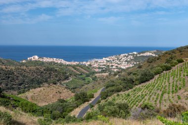 Yeşil tepelerin ve Banyuls AOP üzüm bağlarının manzarası, üzüm bitkileri, Pyrenees dağları ve Akdeniz arasında, Fransa 'nın güneyinde doğal tatlı şaraplar üretmek için özel iklim ve toprak,