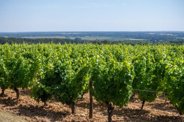 Pouilly-Fume adreslerinin üzüm bağlarına bak, Sauvignon Blanc üzümlerinden yapılan kuru beyaz şarap farklı toprak türlerinde yetişiyor, Franc.