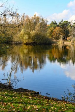 Veldhoven ve Waalre yakınlarındaki çam ağaçları, Kermpen ormanları, sonbaharda yürüyen doğa manzarası Kuzey Brabant, Hollanda 'nın yeşil akciğerleri