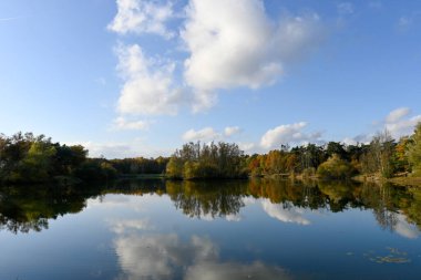 Veldhoven ve Waalre yakınlarındaki çam ağaçları, Kermpen ormanları, sonbaharda yürüyen doğa manzarası Kuzey Brabant, Hollanda 'nın yeşil akciğerleri