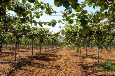 Yeni altın ya da yeşil kivi hasadı, İtalya 'daki meyve bahçesinde asılı kıllı meyveler, Lazio, Fondi