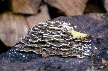 Rutubetli odunlarda, odunlarda ya da orman vadisindeki yosunlu derelerde çeşitli mantarlar yetişir..