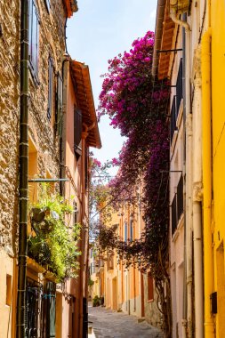 Renkli Collioure manzarası, dar sokaklar ve sarı, pembe, turuncu evler, yazlık tatil beldeleri tarihi buding ve plajlar, Pirenes-Orientales, Fransa yazın