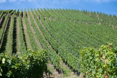 Krv yakınlarındaki tepe yeşil üzüm bağları, Moselle nehir vadisi döngüsü, açık hava aktiviteleri, Almanya 'da yürüyüş, Traben-Trarbach, Almanya yakınlarındaki seyahat güzergahı,