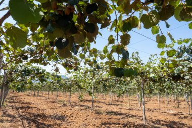 Yeni altın ya da yeşil kivi hasadı, İtalya 'daki meyve bahçesinde asılı kıllı meyveler, Lazio, Fondi