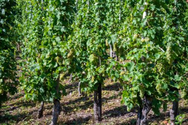 Üzüm bağlarında olgun beyaz Riesling üzümleri, Avrupa 'nın en dik üzüm bağı olan Calmont' ta hasat zamanı Moselle Nehri Vadisi, Bremm, Almanya 'da güneşli bir günde