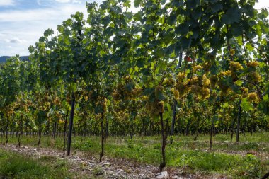 Krv yakınlarındaki tepe yeşil üzüm bağları, Moselle nehir vadisi döngüsü, açık hava aktiviteleri, Almanya 'da yürüyüş, Traben-Trarbach, Almanya yakınlarındaki seyahat güzergahı,