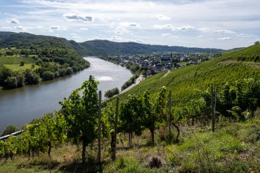 Krv yakınlarındaki tepe yeşil üzüm bağları, Moselle nehir vadisi döngüsü, açık hava aktiviteleri, Almanya 'da yürüyüş, Traben-Trarbach, Almanya yakınlarındaki seyahat güzergahı,