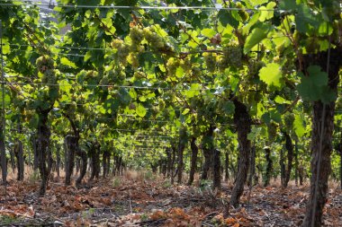 Eylül 'de üzüm bağlarında olgunlaşan üzümler, Avrupa' nın en dik üzüm bağı olan Calmont bölgesinde hasat zamanı Moselle Nehri Vadisi, Ediger-Eller, Almanya