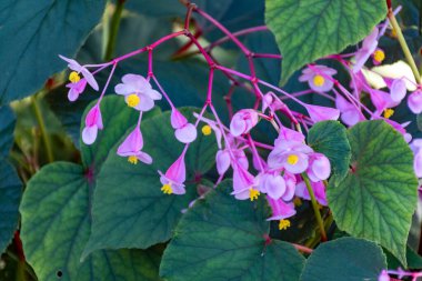Begonia oblikası, begoniaceae, pembe çiçekler, doğulu bahçe bitkisi, manzara tasarımı.