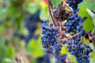 Olgun mavi Pinot Noir Spatburgunder üzüm bağları, sıralı bitkiler, Calmont şarapları hasat zamanı Avrupa 'nın en dik üzüm bağları ile Moselle Nehri vadisinde Almanya