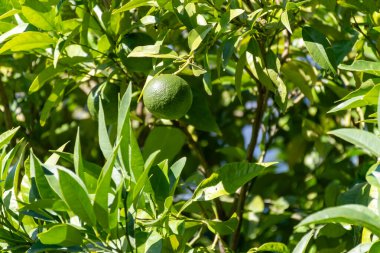 Bergamot portakalının turuncu meyveleri Kuzey İtalya, Bergamo 'da ağaçta asılı, Earl Grey çayı, Citrix bergamia ağacı