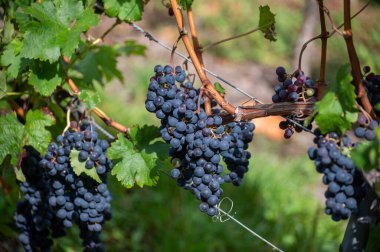 Olgun mavi Pinot Noir Spatburgunder üzüm bağları, sıralı bitkiler, Calmont şarapları hasat zamanı Avrupa 'nın en dik üzüm bağları ile Moselle Nehri vadisinde Almanya