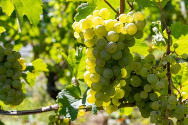 Üzüm bağlarında olgun beyaz Riesling üzümleri, Avrupa 'nın en dik üzüm bağı olan Calmont' ta hasat zamanı Moselle Nehri Vadisi, Bremm, Almanya 'da güneşli bir günde