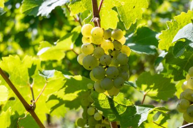 Üzüm bağlarında olgun beyaz Riesling üzümleri, Avrupa 'nın en dik üzüm bağı olan Calmont' ta hasat zamanı Moselle Nehri Vadisi, Bremm, Almanya 'da güneşli bir günde