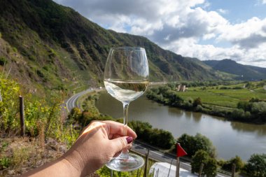 Alman kaliteli beyaz şarapları, Mosel şarap bölgesi, Avrupa 'nın en sarp Calmont Klettersteig bağında büyüyen beyaz üzümler, camla el ele, Almanya' nın Breaar yakınlarındaki Mosel nehrinin manzarası