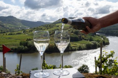Alman kaliteli beyaz şarap riesling, Mosel şarap bölgesi, Avrupa 'nın en dik Calmont Klettersteig üzüm bağında büyüyen beyaz üzümler, Bremm ve Ediger-Eller, Almanya yakınlarındaki bardaklara dökülüyor