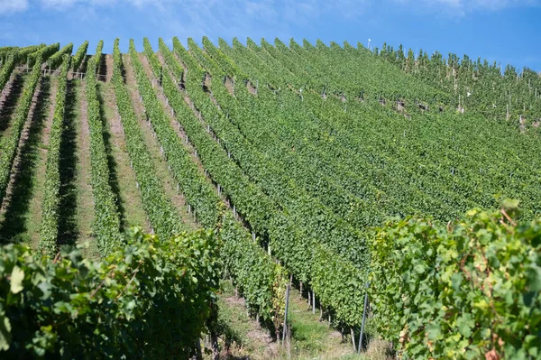 Krv yakınlarındaki tepe yeşil üzüm bağları, Moselle nehir vadisi döngüsü, açık hava aktiviteleri, Almanya 'da yürüyüş, Traben-Trarbach, Almanya yakınlarındaki seyahat güzergahı,