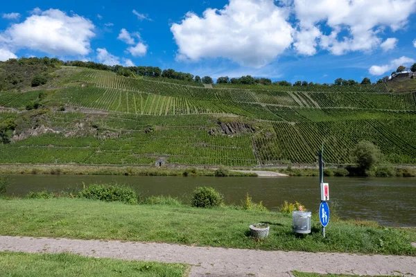 Almanya 'nın Punderich ortaçağ köyü yakınlarındaki yeşil teraslı üzüm bağları ve Moselle nehri manzarası