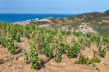 Yeşil tepelerin ve Banyuls AOP üzüm bağlarının manzarası, üzüm bitkileri, Pyrenees dağları ve Akdeniz arasında, Fransa 'nın güneyinde doğal tatlı şaraplar üretmek için özel iklim ve toprak,