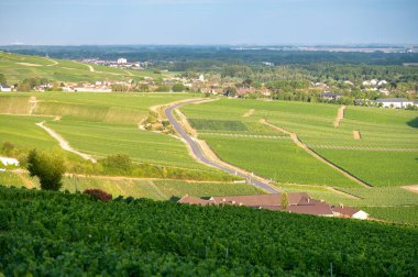 Epernay, Champange, Fransa yakınlarındaki Hautvillers köyündeki ilkel cru şampanya bağlarının panoramik manzarası gün batımında