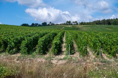 Essoyes ve Celles-sur-Ource, Champagne-Ardennes, Fransa, Avrupa yakınlarındaki Aube şubesinin Cote des Bar bölgesinde şampanya bağları