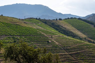 Yeşil tepelerin ve Banyuls AOP üzüm bağlarının manzarası, üzüm bitkileri, Pyrenees dağları ve Akdeniz arasında, Fransa 'nın güneyinde doğal tatlı şaraplar üretmek için özel iklim ve toprak,