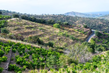 Yeşil tepelerin ve Banyuls AOP üzüm bağlarının manzarası, üzüm bitkileri, Pyrenees dağları ve Akdeniz arasında, Fransa 'nın güneyinde doğal tatlı şaraplar üretmek için özel iklim ve toprak,