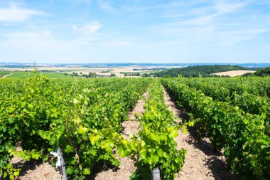 Pouilly-Fume adreslerinin üzüm bağlarına bak, Sauvignon Blanc üzümlerinden yapılan kuru beyaz şarap farklı toprak türlerinde yetişiyor, Franc.