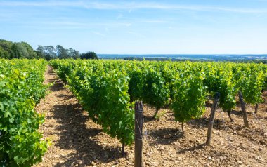Pouilly-Fume adreslerinin üzüm bağlarına bak, Sauvignon Blanc üzümlerinden yapılan kuru beyaz şarap farklı toprak türlerinde yetişiyor, Franc.