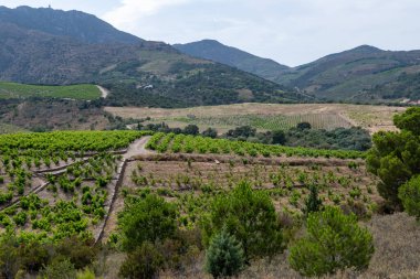 Yeşil tepelerin ve Banyuls AOP üzüm bağlarının manzarası, üzüm bitkileri, Pyrenees dağları ve Akdeniz arasında, Fransa 'nın güneyinde doğal tatlı şaraplar üretmek için özel iklim ve toprak,