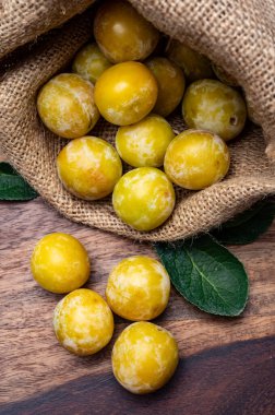 Fransa 'dan tatlı, küçük, sarı mirabelle erikleri, sağlıklı organik meyveler.