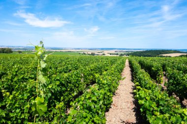 Pouilly-Fume adreslerinin üzüm bağlarına bak, Sauvignon Blanc üzümlerinden yapılan kuru beyaz şarap farklı toprak türlerinde yetişiyor, Franc.