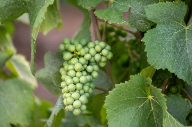 Şampanya bağlarında şarap üzümleri ve Epernay yakınlarındaki Hautviller, Champange, Fransa, genç yeşil