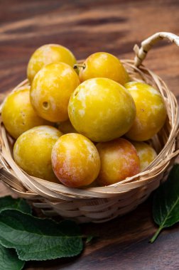 Fransa 'dan tatlı, küçük, sarı mirabelle erikleri, sağlıklı organik meyveler.