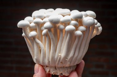 Taze beyaz shimeji yenilebilir mantarları Doğu Asya 'ya özgüdür, ona-shimeji yaygın olarak yetiştirilir ve umami tatma bileşikleri bakımından zengindir.