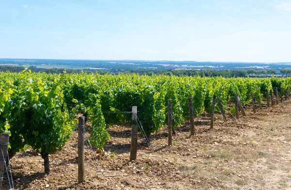 Pouilly-Fume adreslerinin üzüm bağlarına bak, Sauvignon Blanc üzümlerinden yapılan kuru beyaz şarap farklı toprak türlerinde yetişiyor, Franc.