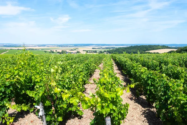 Pouilly-Fume adreslerinin üzüm bağlarına bak, Sauvignon Blanc üzümlerinden yapılan kuru beyaz şarap farklı toprak türlerinde yetişiyor, Franc.
