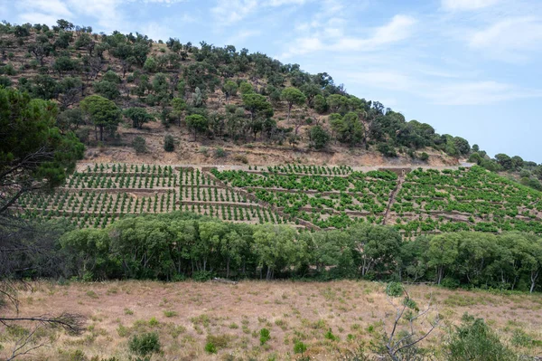 Yeşil tepelerin ve Banyuls AOP üzüm bağlarının manzarası, üzüm bitkileri, Pyrenees dağları ve Akdeniz arasında, Fransa 'nın güneyinde doğal tatlı şaraplar üretmek için özel iklim ve toprak,