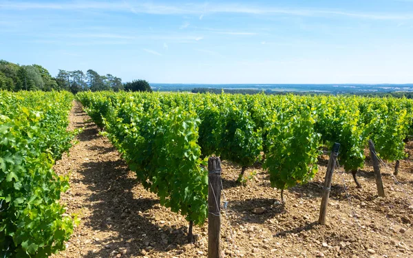 Pouilly-Fume adreslerinin üzüm bağlarına bak, Sauvignon Blanc üzümlerinden yapılan kuru beyaz şarap farklı toprak türlerinde yetişiyor, Franc.