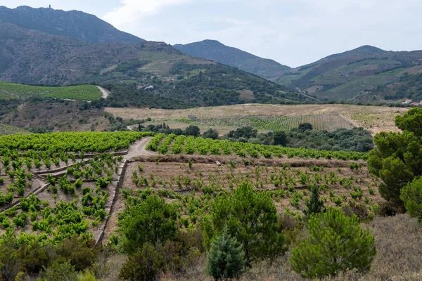 Yeşil tepelerin ve Banyuls AOP üzüm bağlarının manzarası, üzüm bitkileri, Pyrenees dağları ve Akdeniz arasında, Fransa 'nın güneyinde doğal tatlı şaraplar üretmek için özel iklim ve toprak,