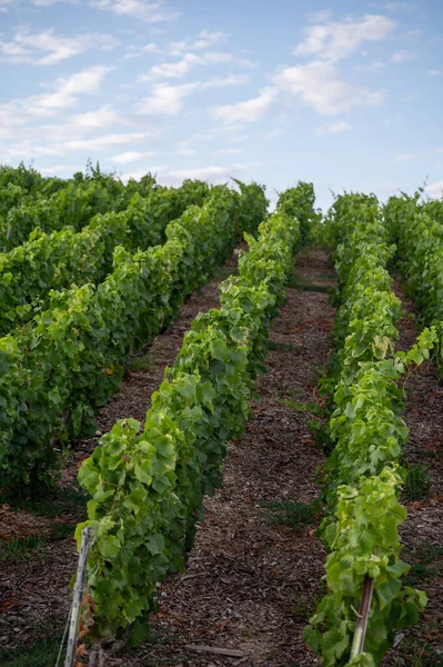 Günbatımında Epernay, Champange, Fransa yakınlarındaki Hautvillers köyü yakınlarındaki şampanya bağlarının hava panoramik manzarası.