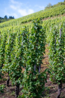 Üzüm bağlarında olgun beyaz Riesling üzümleri, Avrupa 'nın en dik üzüm bağı olan Calmont' ta hasat zamanı Moselle Nehri Vadisi, Bremm, Almanya 'da güneşli bir günde