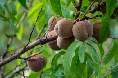 Kızıl Alman şarap şeftalileri, Moselle nehir vadisindeki Calmont bölgesinde hasat zamanı Almanya 'da üzüm bağlarında yetişen şeftali ağaçları.