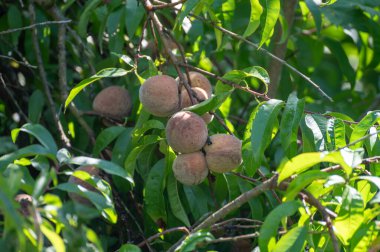 Kızıl Alman şarap şeftalileri, Moselle nehir vadisindeki Calmont bölgesinde hasat zamanı Almanya 'da üzüm bağlarında yetişen şeftali ağaçları.