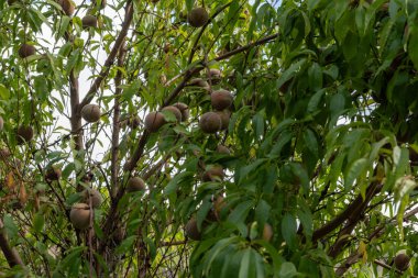 Kızıl Alman şarap şeftalileri, Moselle nehir vadisindeki Calmont bölgesinde hasat zamanı Almanya 'da üzüm bağlarında yetişen şeftali ağaçları.
