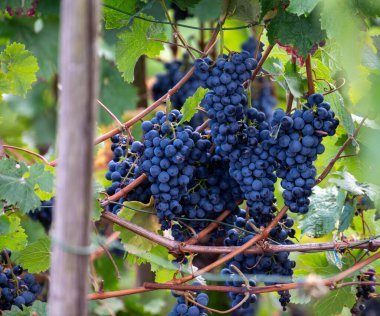 Olgun mavi Pinot Noir Spatburgunder üzüm bağları, sıralı bitkiler, Calmont şarapları hasat zamanı Avrupa 'nın en dik üzüm bağları ile Moselle Nehri vadisinde Almanya