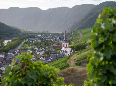 Yağmur ve güneş, teraslı üzüm bağlarındaki beyaz üzüm bağlarının manzarası, Avrupa 'nın en dik üzüm bağı olan Calmont bölgesinde hasat zamanı Moselle nehri vadisinde, Almanya' nın Editör-Eller,