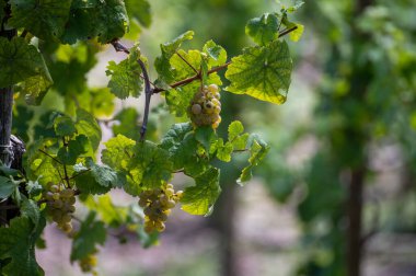 Olgun beyaz üzüm bağları, sıralı bitkiler, Calmont 'ta hasat zamanı Avrupa' nın en sarp üzüm bağları Almanya 'nın Moselle Nehri vadisinde.
